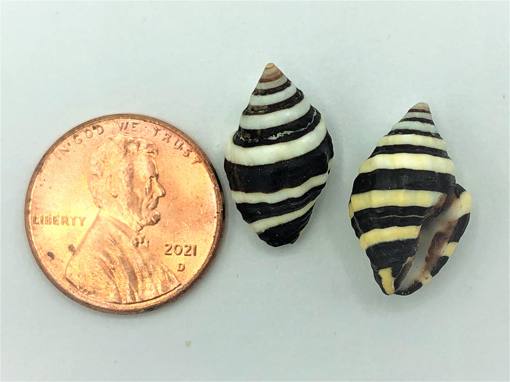Bumble Bee Shell – Allan Company