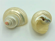 Load image into Gallery viewer, Nipple of Venus Shell
