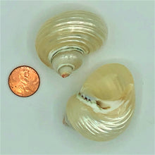 Load image into Gallery viewer, Nipple of Venus Shell
